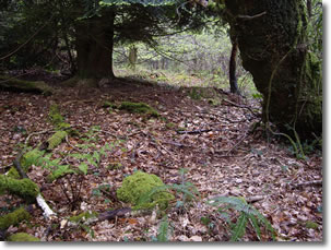 Launceston 2